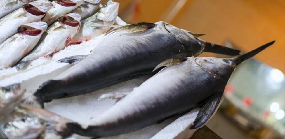El tiburón: un depredador contaminado que no debería estar en tu plato