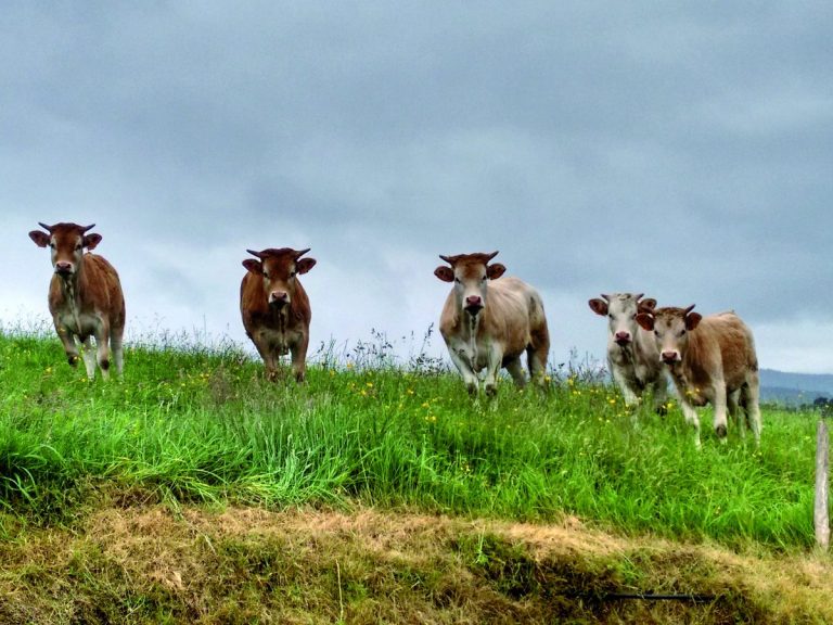 Unión de Uniones cree que 2020 ha sido un desafío para agricultores y ganaderos