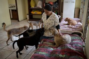 Adoptar a un perro discapacitado: los grandes olvidados de las protectoras