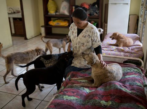 adoptar-perros