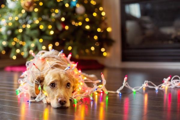 adornos navideños cables perro gato