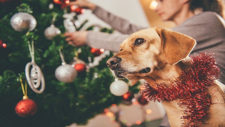 Adornos navideños que podrían matar a tu perro o gato
