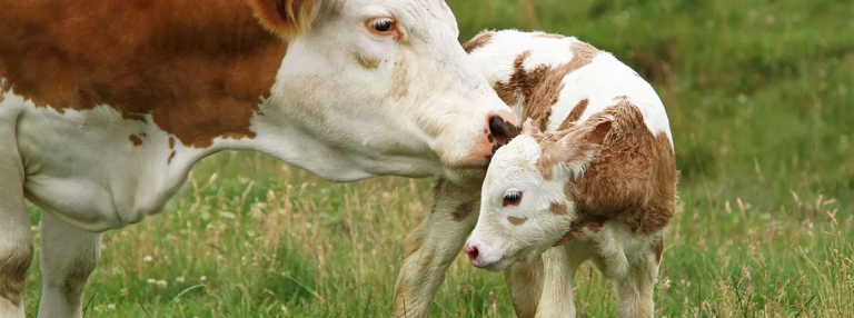 Unión de Uniones pide premiar el trabajo de agricultores y ganaderos