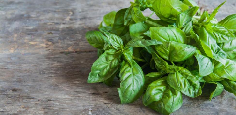 Cómo quitar la picazón del cuerpo: remedios caseros que funcionan 4 Cómo quitar la picazón del cuerpo: remedios caseros que funcionan