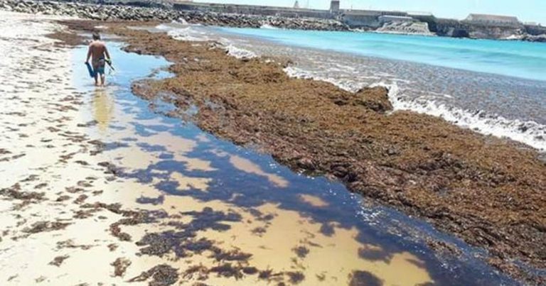 Diputación de Cádiz ve positivo la declaración del alga asiática como especie invasora