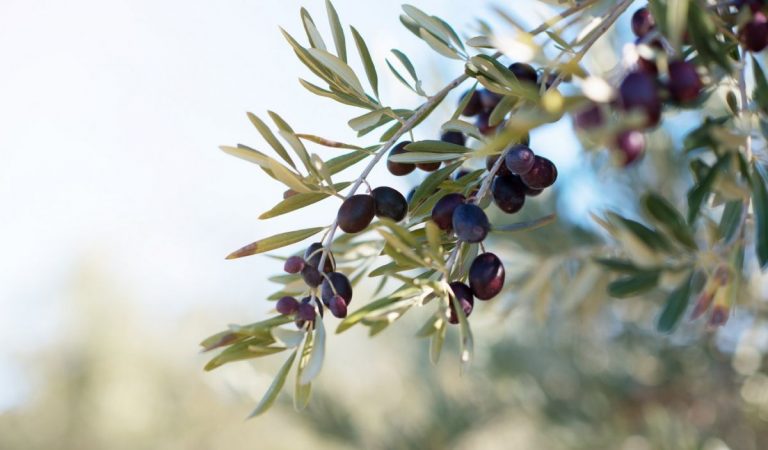 El Gobierno regula la concesión directa de subvenciones para el  medio ambiente