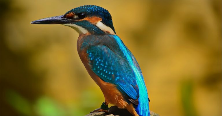 Estudio explica por qué los animales reducen su tamaño a causa del calentamiento global