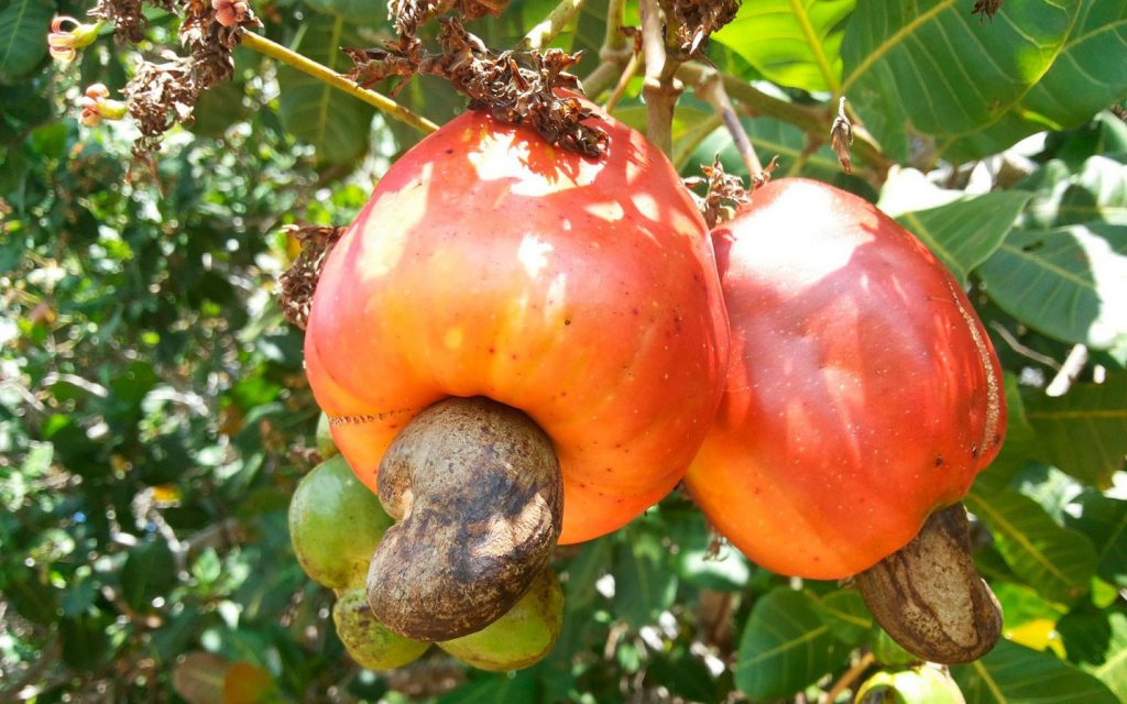 El anacardo es uno de los frutos secos que crece en un árbol