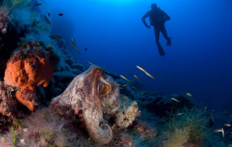 El Tribunal Supremo mantiene la prohibición al arrastre en el Canal de Menorca y el arrecife del Fort d'en Moreu