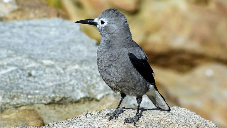 SEO/BirdLife denuncia que las aves de montaña han perdido población