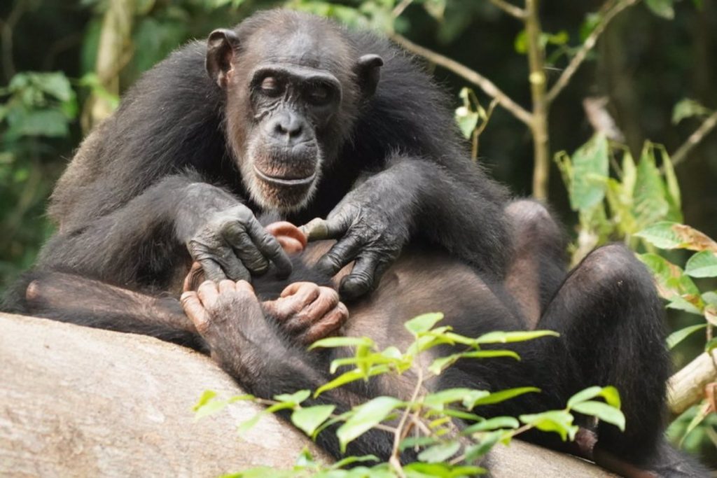 Un chimpancé sin su madre se queda en nada.