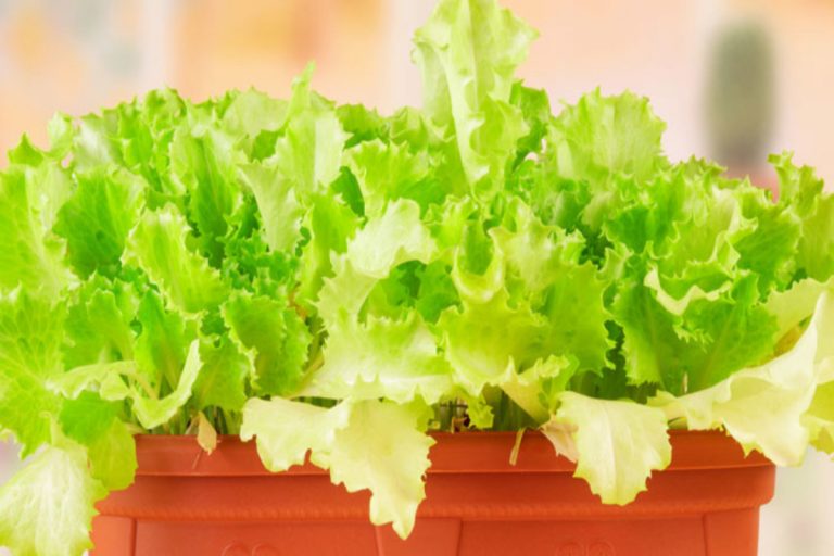 Cómo cultivar lechuga en tu casa