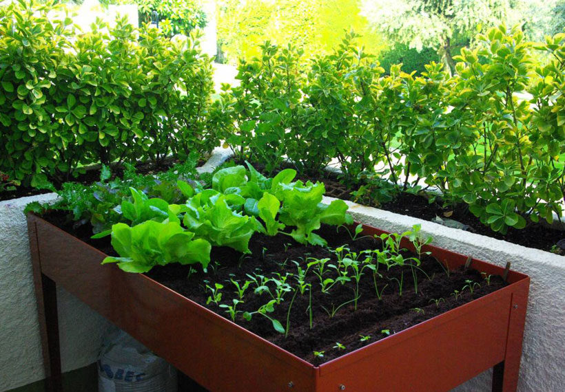 cosecha de este cultivo 