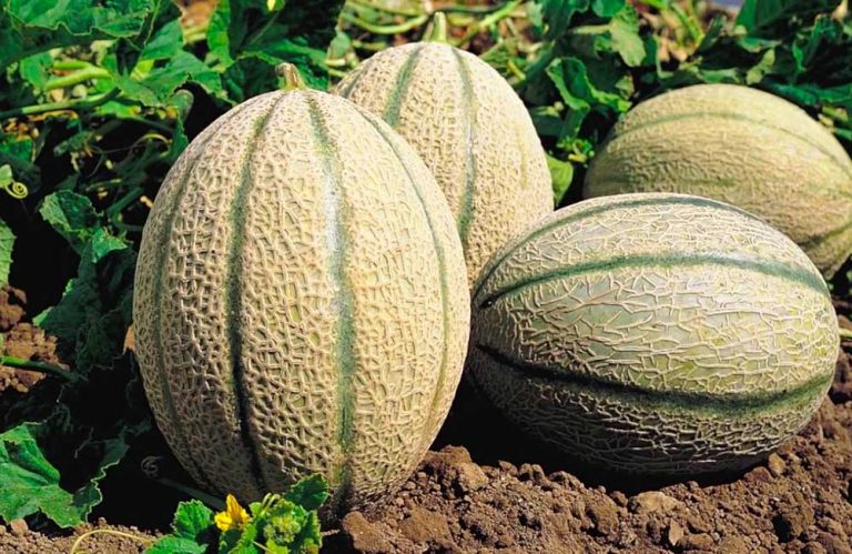 Estudio demuestra que es posible ahorrar casi un 30% de agua en el cultivo de melón