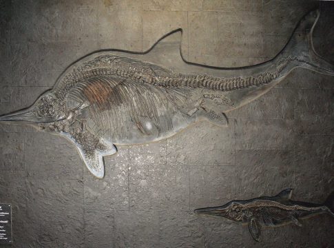 Stenopterygius dragon