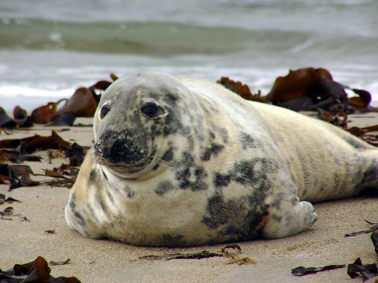 Diputación de Vizcaya libera un ejemplar joven de foca gris