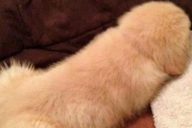 ¡Pervertido! 10 fotos que no son lo que crees