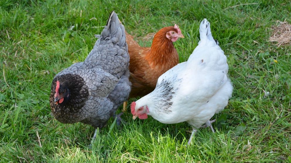 Qué es una pularda 1 Gallina Pularda