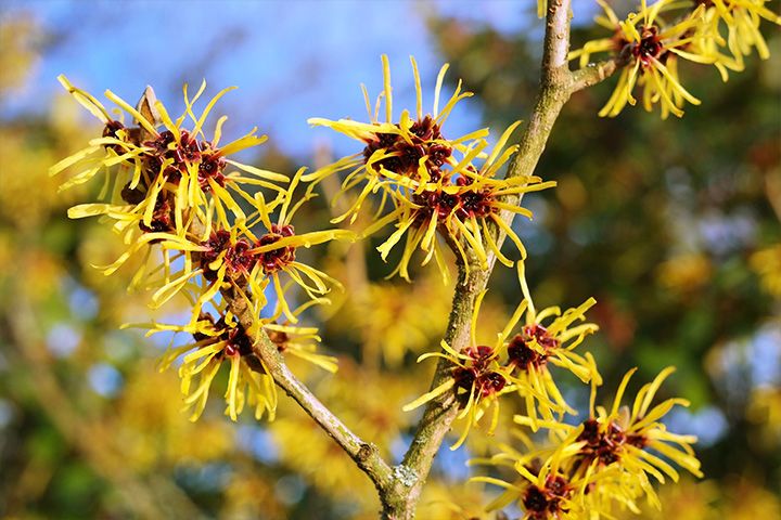 Cómo quitar la picazón del cuerpo: remedios caseros que funcionan 6 Cómo quitar la picazón del cuerpo: remedios caseros que funcionan