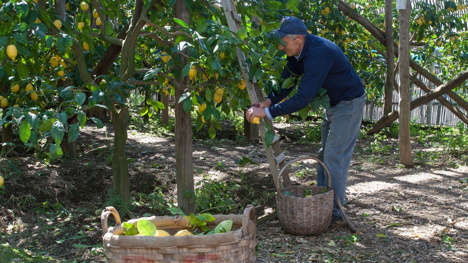 Limoncello Villa Massa, una revolución para los sentidos a través de un viaje por la Costa Amalfitana 2 Limoncello