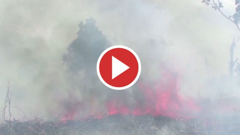 Declarada emergencia ambiental en zona del Delta del Río Paraná de Buenos Aires