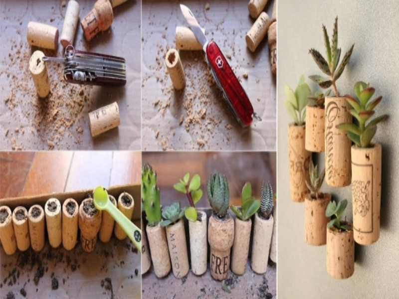 los corchos y las plantas