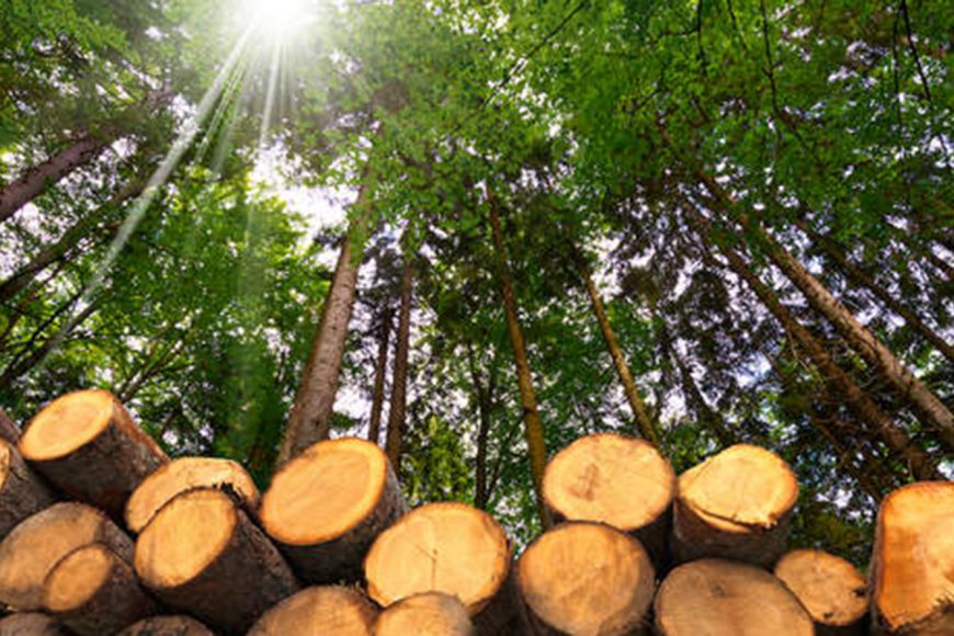 Qué es la madera 1 Característica de la madera