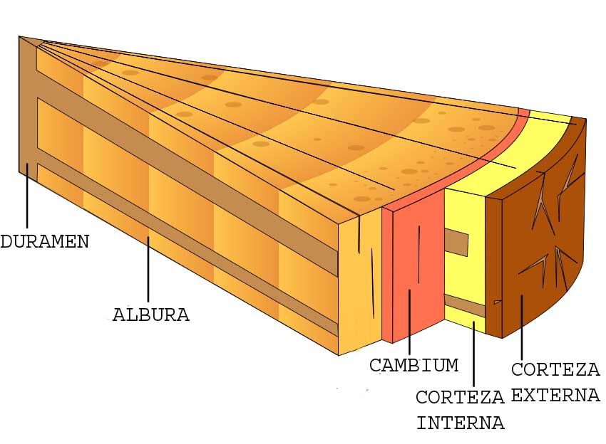Qué es la madera 2 Estructura de la madera