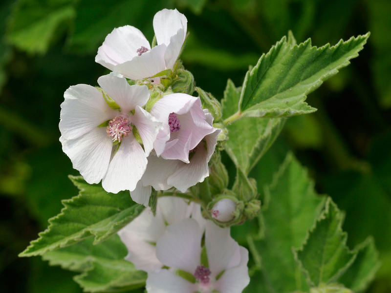Cómo acabar con la tos con remedios caseros 5 remedios caseros para la tos