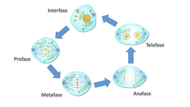Qué es la mitosis 3 Mitosis en el ciclo celular