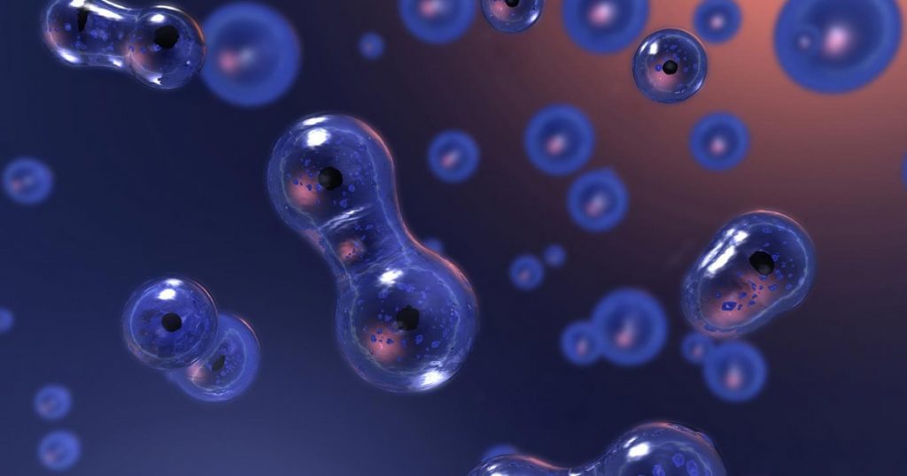 Qué es la mitosis 4 Mitosis y meiosis