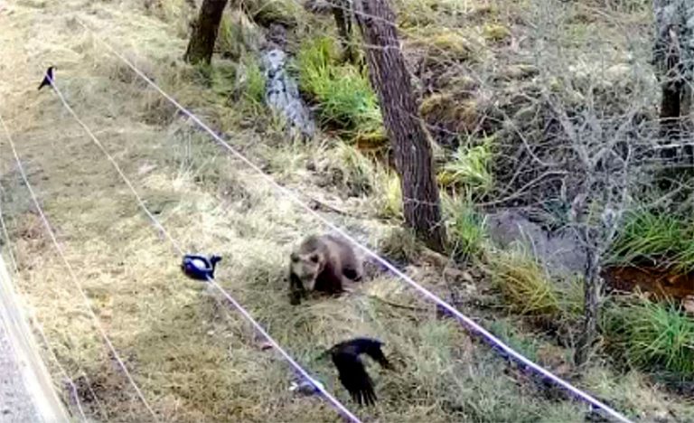 Trasladan a León a la osezna recogida en Somiedo tras su buena evolución en Cantabria
