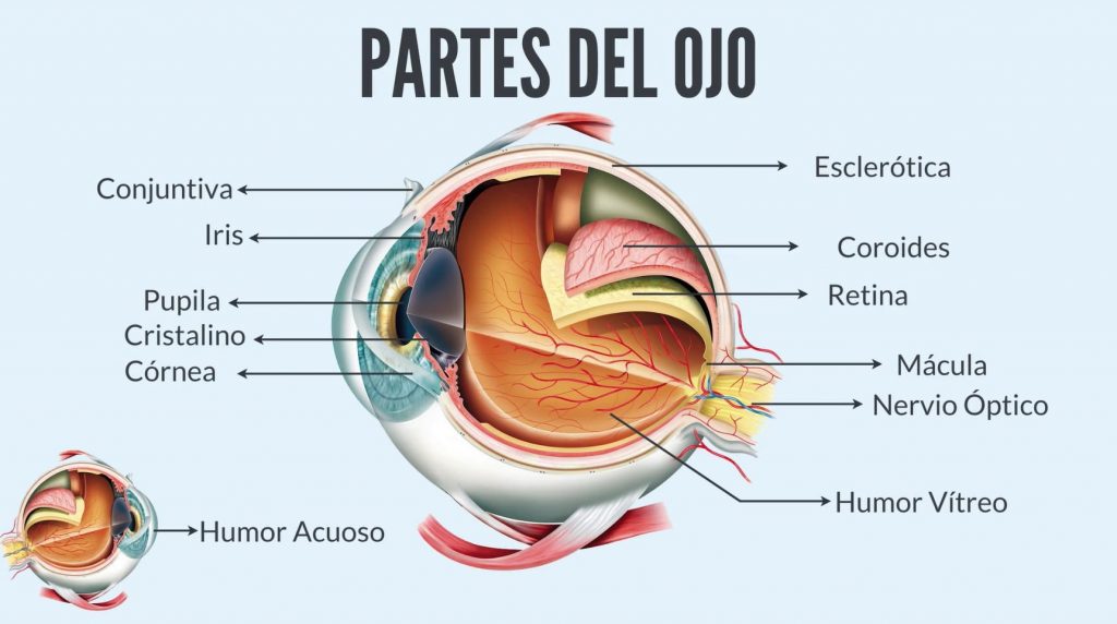 Las partes del ojo.