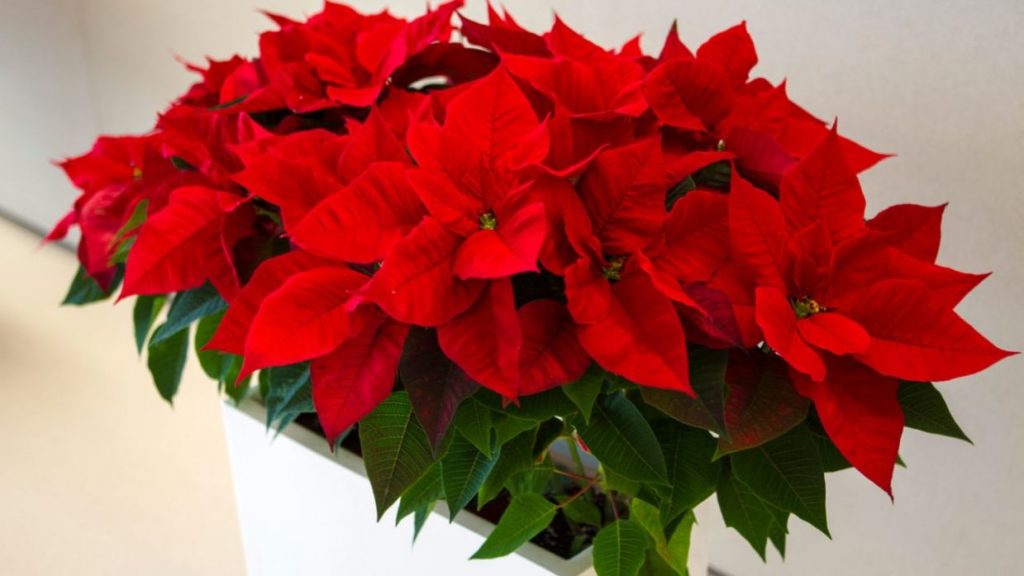 Esta bonita flor navideña es tremendamente peligrosa si eres un perro o un gato.