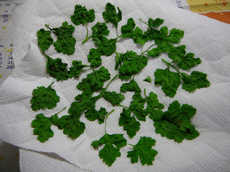 guarda el perejil en sal