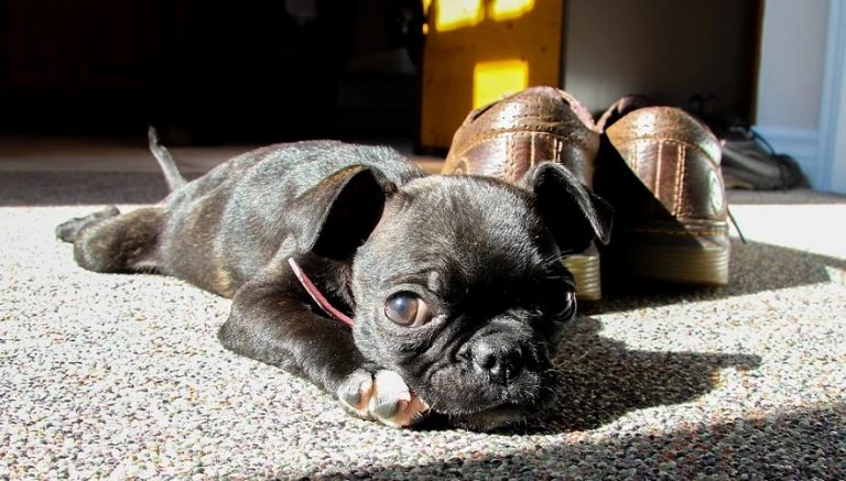 Perros de raza pequeña: Pug y Boston Terrier