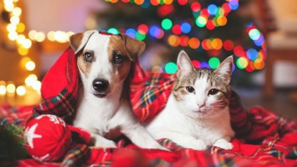 Vigila a tu perro y a tu gato, una Navidad sin ellos no es lo mismo.