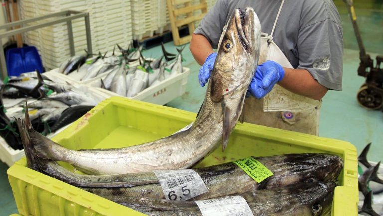 Requisados más de 2.000 kilos de pescado y marisco en operativos