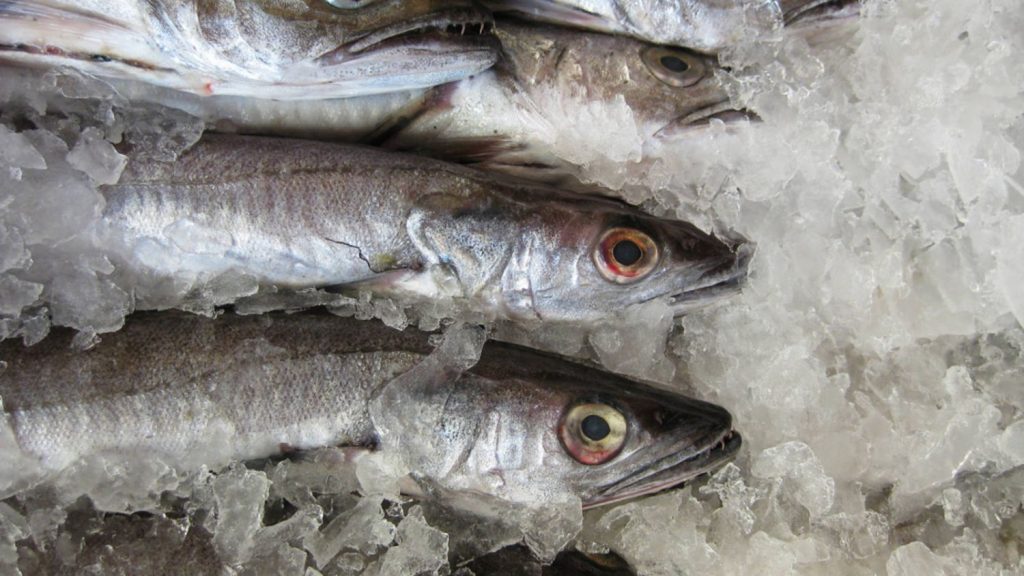 Pescado: estos son los que debes congelar antes de comerlos 1 El pescado es uno de los pilares de nuestra dieta.