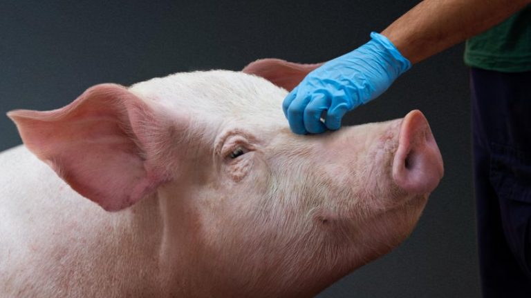 El porcino lanza una campaña para informar con veracidad sobre modelo de producción europeo