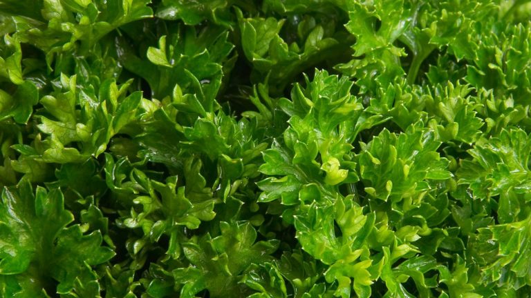 Perejil: cómo conseguir que te dure fresco más tiempo
