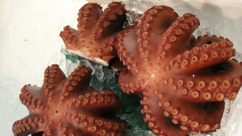 pulpo