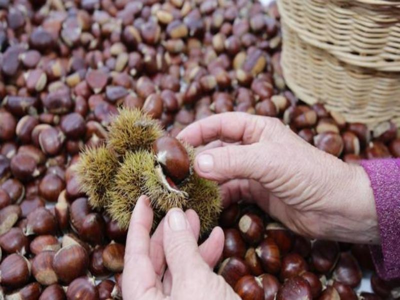Cómo pelar fácilmente las castañas 1 que son castañas