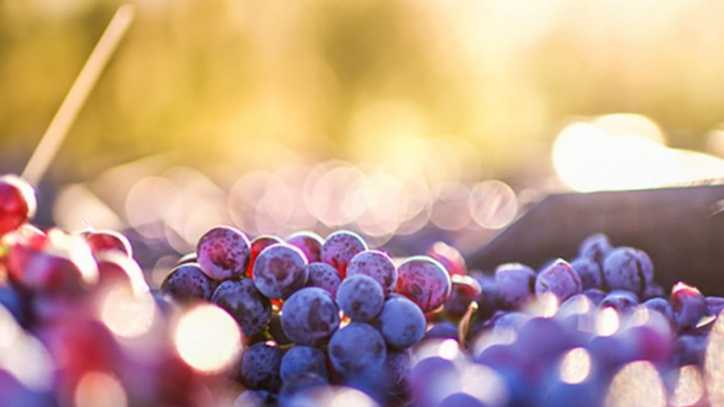 Cómo lavar correctamente las uvas para eliminar bacterias 2 Productos para lavar las uvas