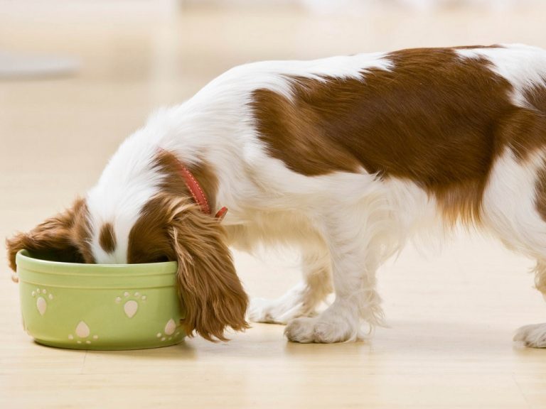 Claves para una dieta de aumento de peso para perros