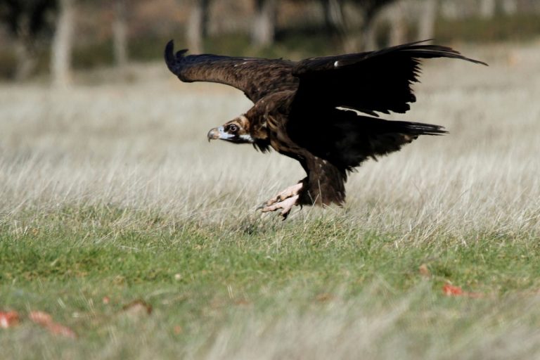 APDDA insta a impulsar medidas para proteger a los animales salvajes del envenenamiento