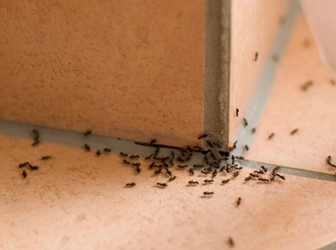 Cómo 'liquidar' a las hormigas para siempre Cómo 'liquidar' a las hormigas para siempre