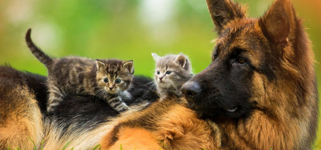 Mascotas con todas las garantías