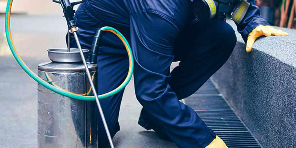 Cómo 'liquidar' a las hormigas para siempre 4 Exterminador de hormigas