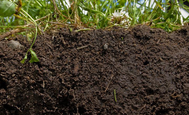 Qué es el humus 1 Tipos de humus